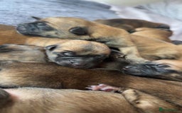 Belgian Shepherd Dog dogs for sale: Belgian Malinois Puppies  - Image 5
