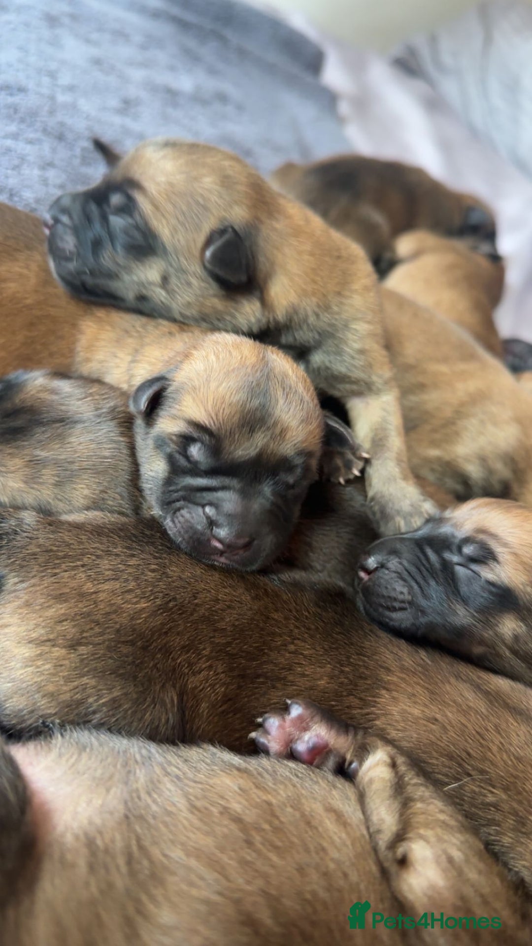 Belgian Shepherd Dog dogs for sale: Belgian Malinois Puppies  - Image 5