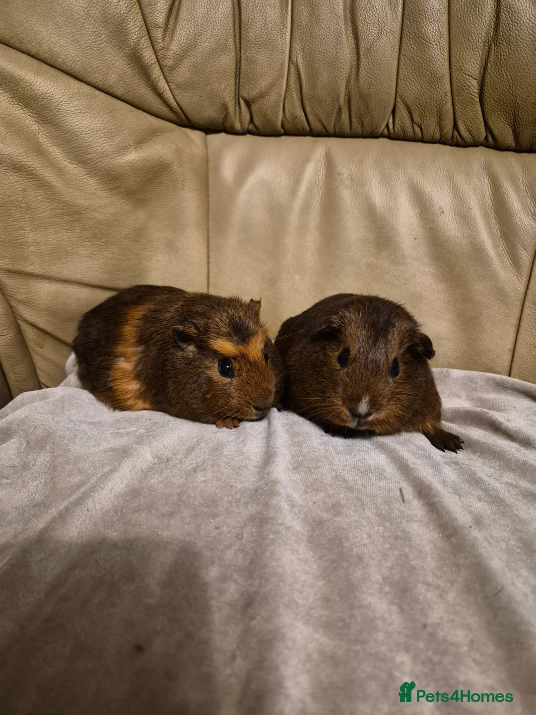 Guinea Pig rodents for sale: 2 Adorable Female Baby Guinea Pigs - Advert 1
