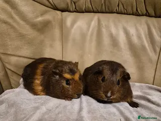 Guinea Pig rodents 2 Adorable Female Baby Guinea Pigs - Advert 13