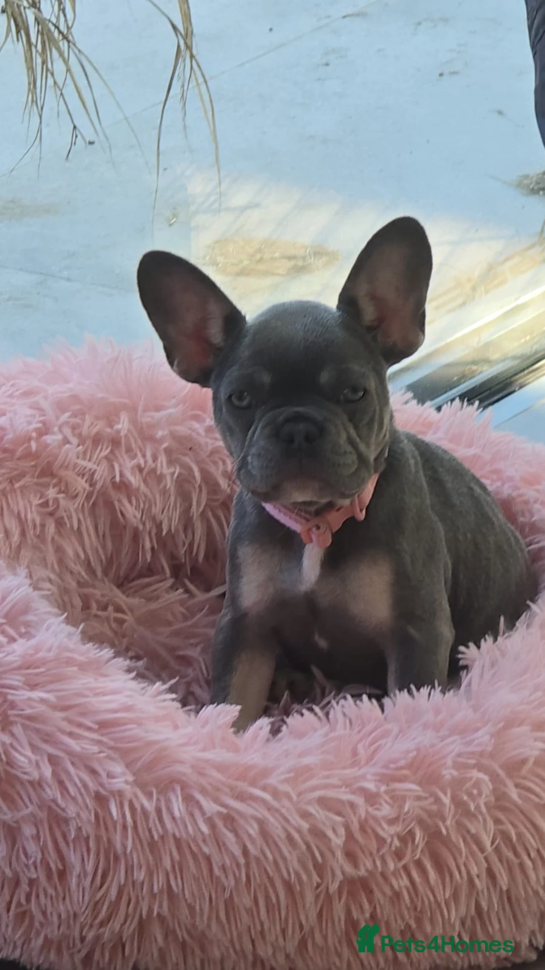 French Bulldog dogs for sale: Beautiful Female - French Bulldog - Frenchie in Sudbury - Advert 1