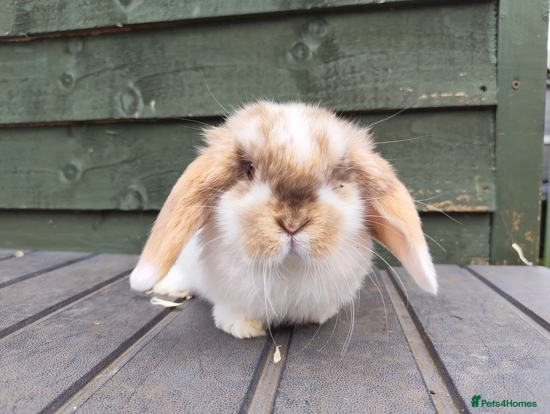 Mini Lop rabbits for sale: Beautiful Chocolate Tri doe  - Advert 2