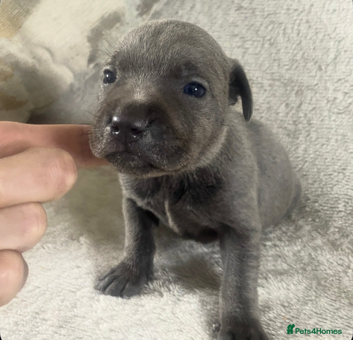 Staffordshire Bull Terrier dogs Black Eye SBTs this season litter 3 boys 3 girls  - Advert 2