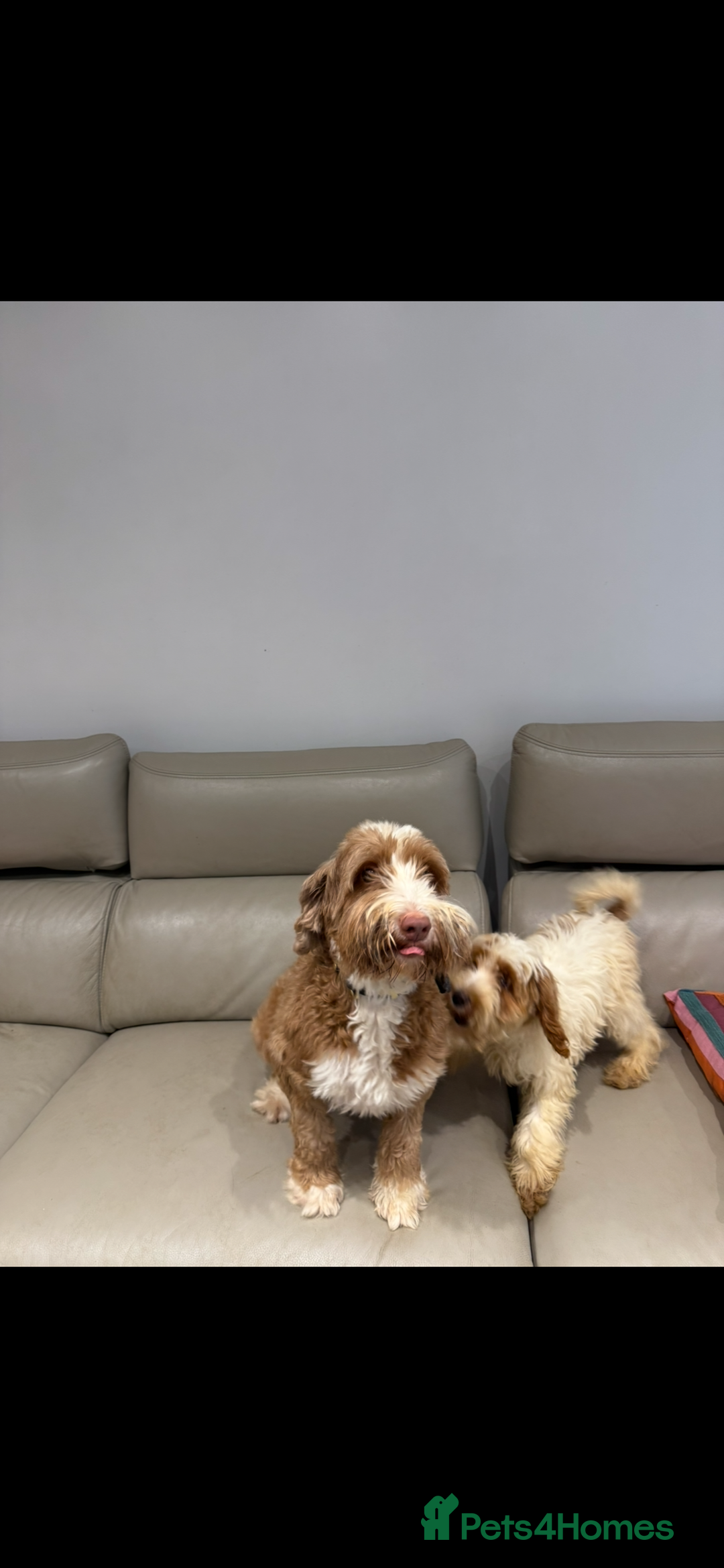 Labradoodle dogs for sale: Fully health tested Multigen puppies - Image 2