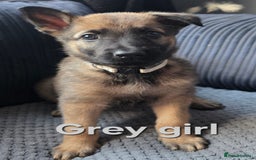 Mixed Breed dogs for sale: 11 german shepherd X Belgium malinois in Exmouth - Image 9