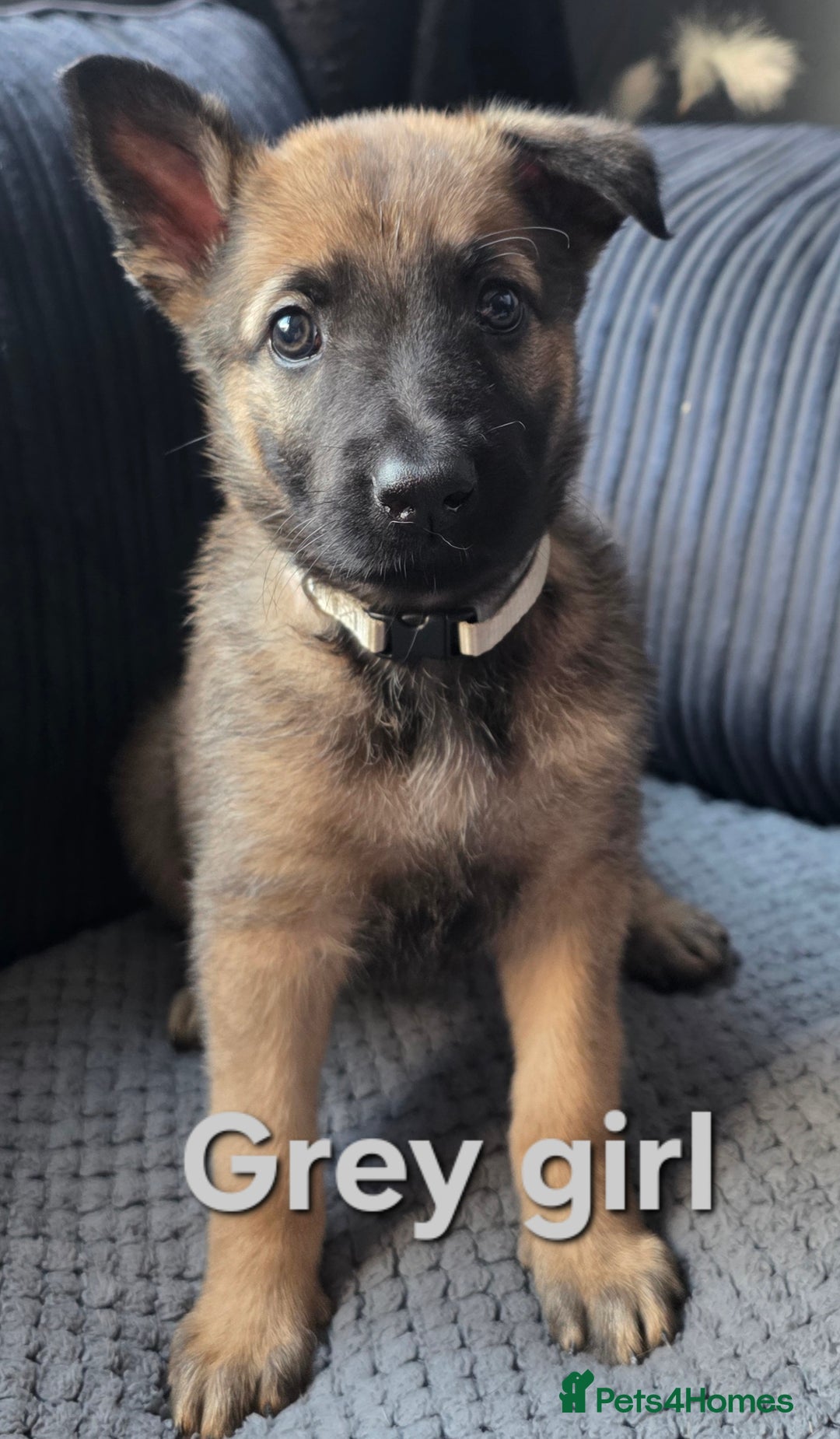Mixed Breed dogs for sale: 11 german shepherd X Belgium malinois in Exmouth - Image 9