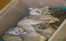 Mixed Breed cats for sale: Clever kittens need a new home  - Image 10