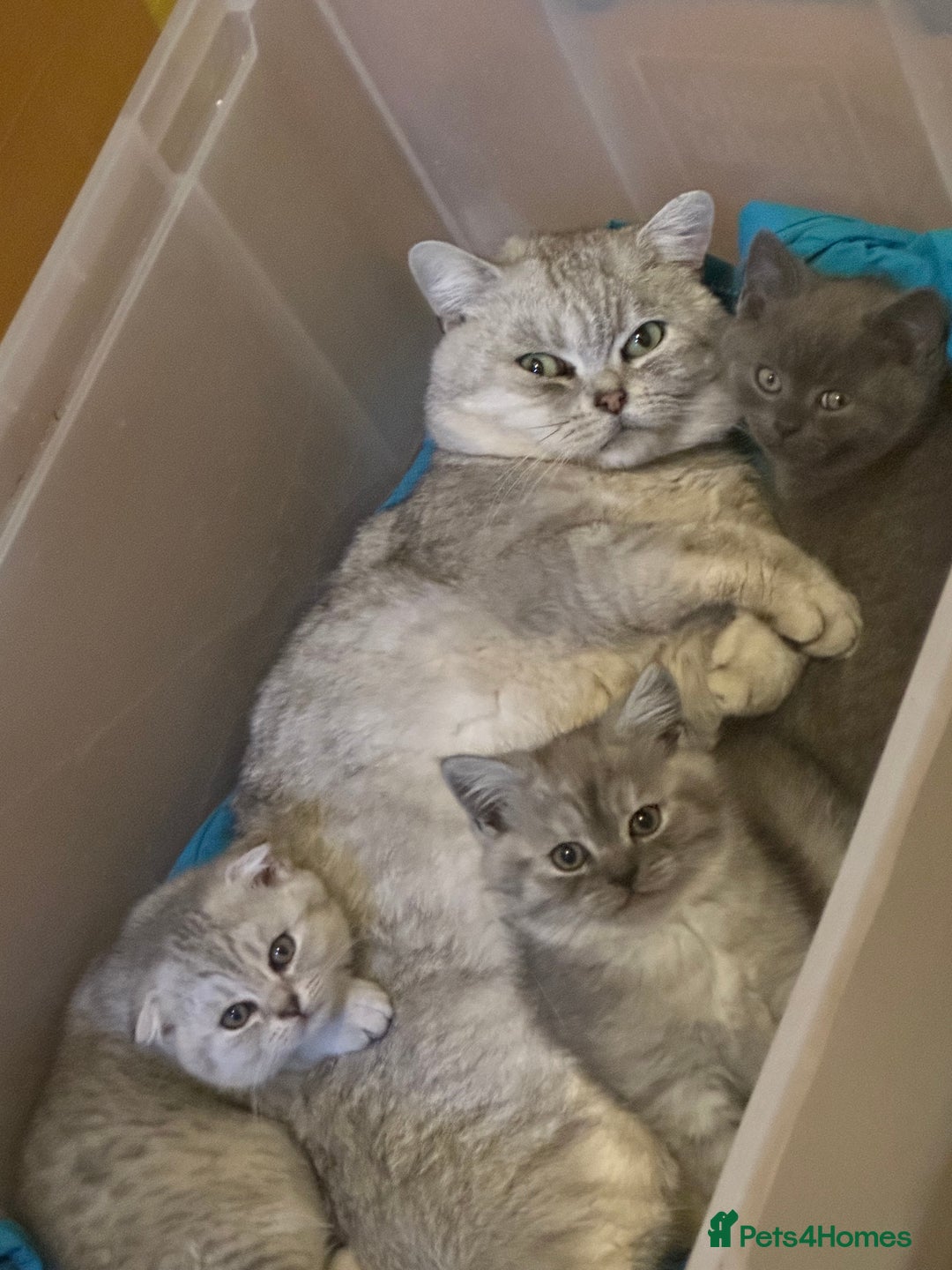 Mixed Breed cats for sale: Clever kittens need a new home  - Image 10
