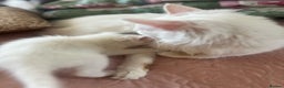Turkish Van cats for sale: White Turkish Van Kitten: Playful, Cuddly & Ready - Advert 2