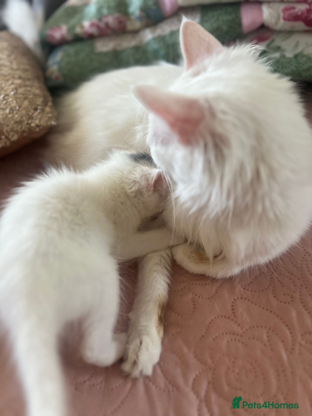 Turkish Van cats for sale: White Turkish Van Kitten: Playful, Cuddly & Ready - Advert 2