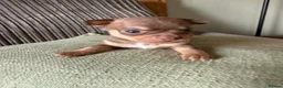 Chihuahua dogs for sale: Beautiful litter of chihuahua puppies  - Advert 5
