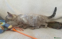 Bengal cats for sale: OUTSTANDING TICA reg BENGAL KITTENS - Advert 17