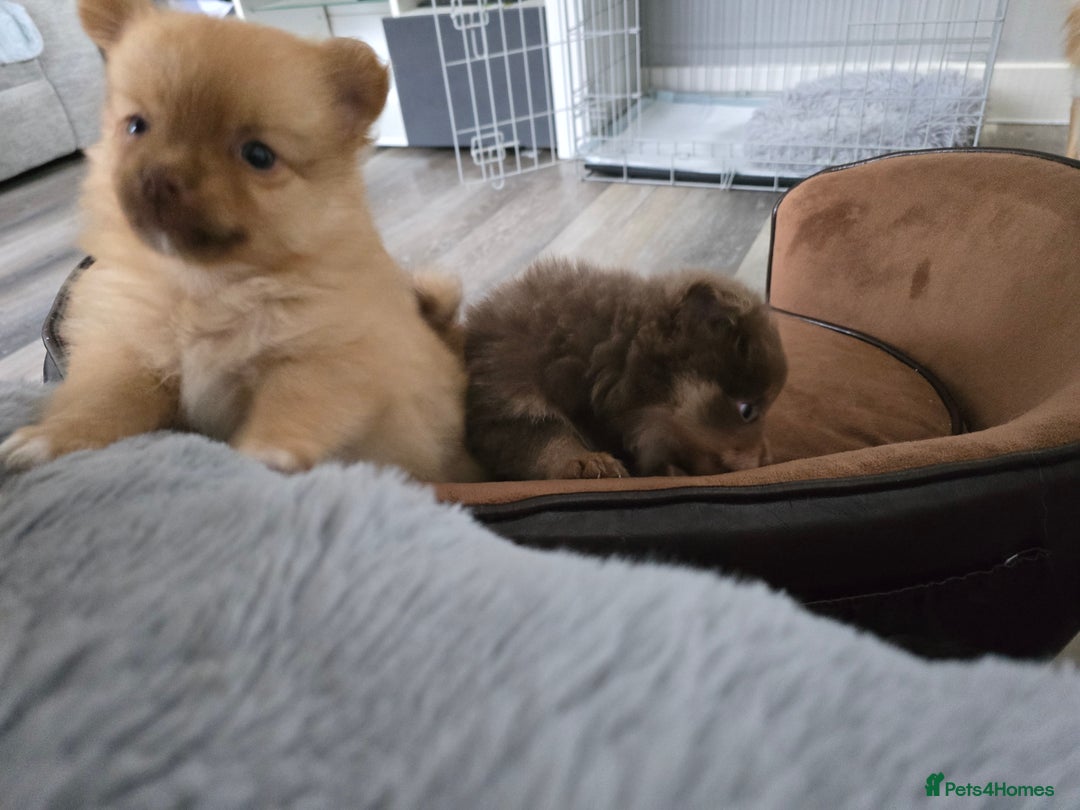 Pomeranian dogs for sale: Beautiful half Russian pomeranian puppy's in Rugby - Image 4
