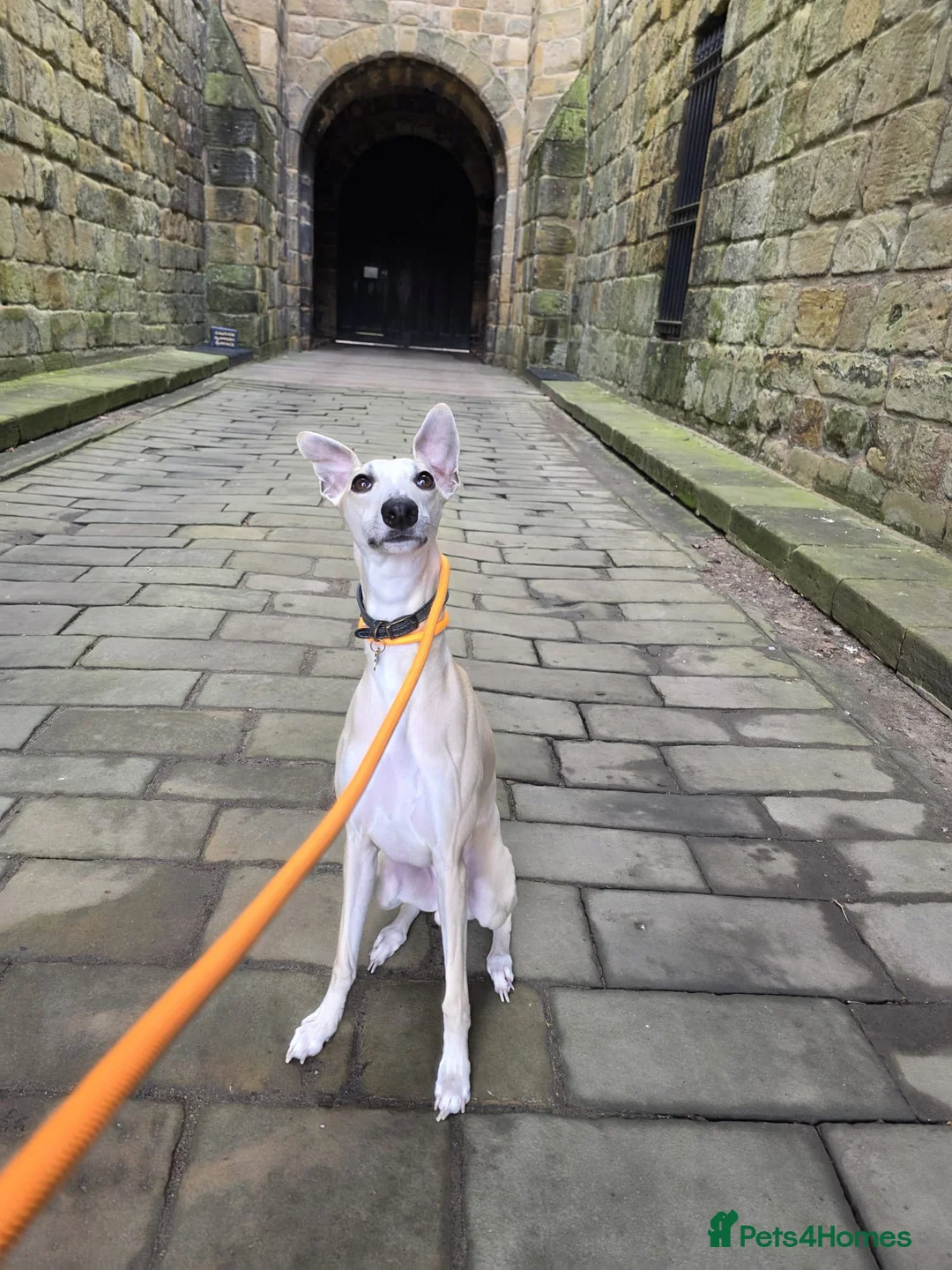 Whippet dogs for sale: 2Yr Old Whippet - BRYN - Advert 5