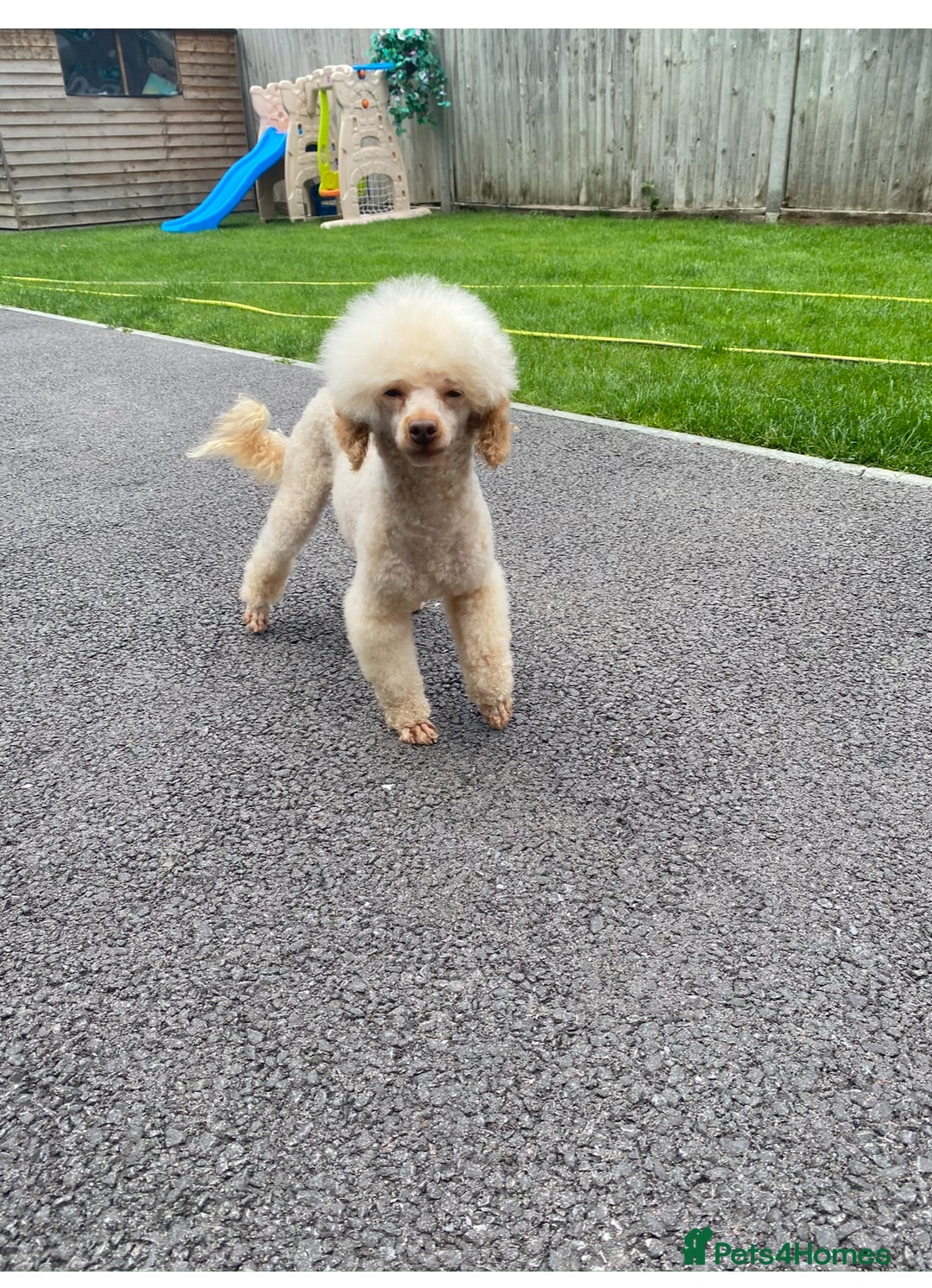 Poochon dogs for sale: Beautiful f1 poochon puppys READY NOW!!! - Advert 15