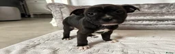 Staffordshire Bull Terrier dogs for sale: Last pups of the litter  - Advert 7