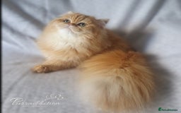 British Longhair cats for sale: Golden British Longhair older Kitten for sale  - Image 4