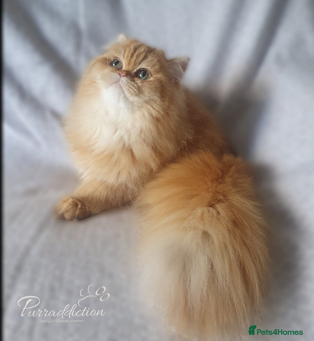 British Longhair cats for sale: Golden British Longhair older Kitten for sale  - Image 4