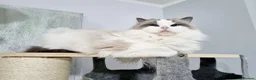 Ragdoll cats for sale: 💓please read🩵🏆European Champion lines 💫Tica - Advert 35