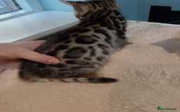 Bengal cats for sale: Tica RG F5 pure bengals - Image 5