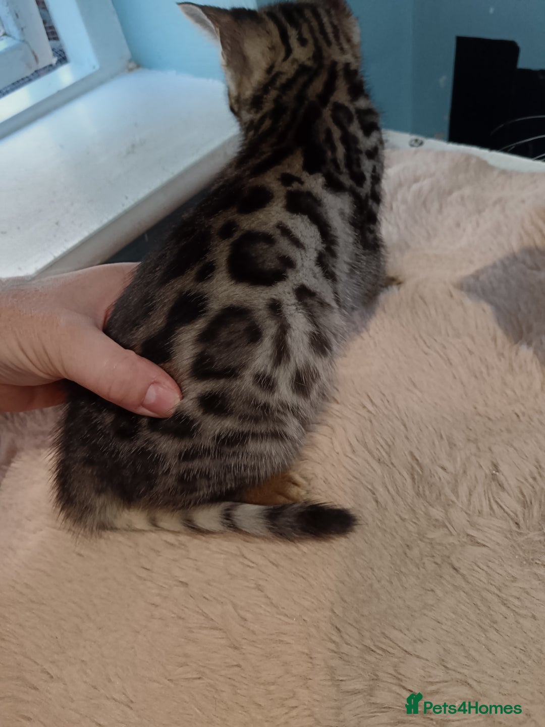 Bengal cats for sale: Tica RG F5 pure bengals - Image 5