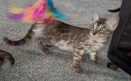Bengal cats for sale: Well socialised bengal kittens - ready 21/12/25 - Advert 20