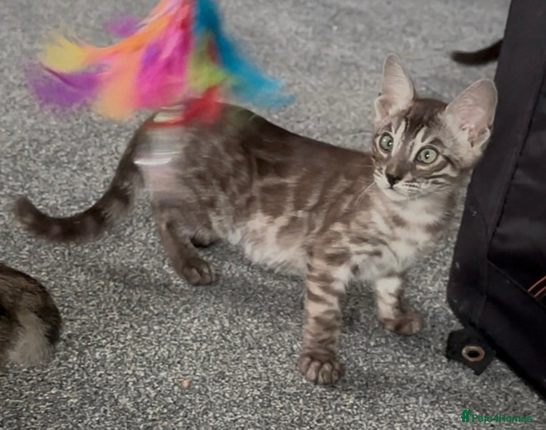 Bengal cats for sale: Well socialised bengal kittens - ready 21/12/25 - Advert 20