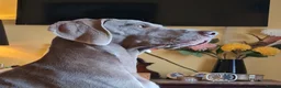 Weimaraner dogs for sale: Weimaraner KC REGISTERED 1yr Girl.  - Advert 16