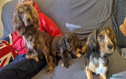Cocker Spaniel dogs for sale: Chocolate Cocker Spaniel puppy ready to go - Image 17