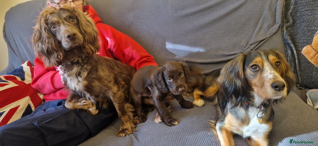 Cocker Spaniel dogs for sale: Chocolate Cocker Spaniel puppy ready to go - Image 17