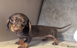 Miniature Dachshund dogs for sale: Miniature dachshund puppies  - Image 1