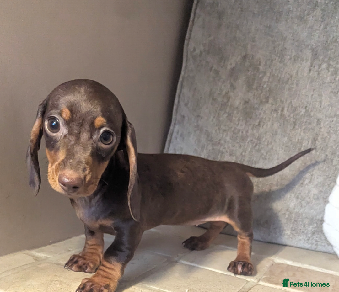Miniature Dachshund dogs for sale: Miniature dachshund puppies  - Image 1