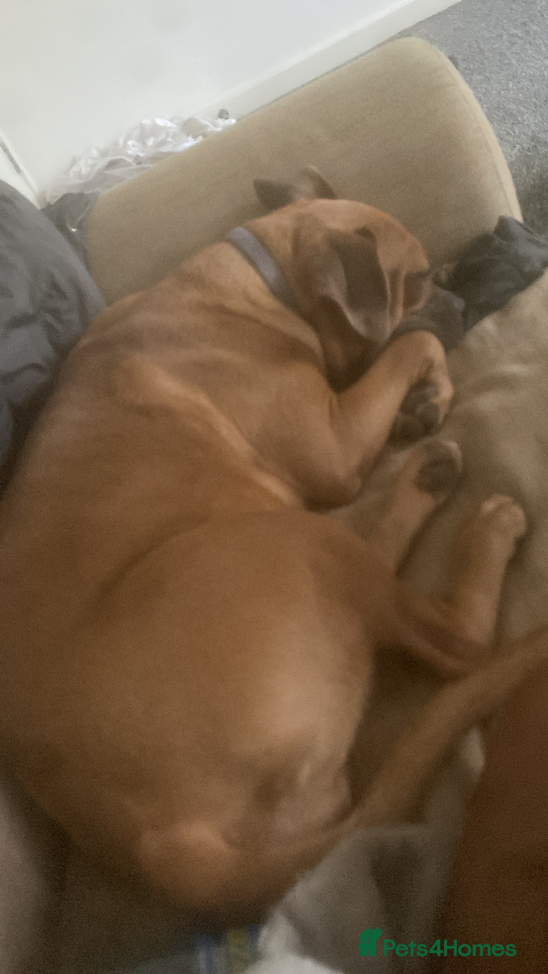 Mixed Breed dogs for sale: Cane corso  ** tiff  - Advert 5