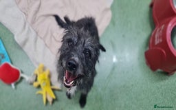 Mixed Breed dogs for adoption: Haggis - Advert 1