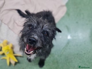 Mixed Breed dogs Haggis - Advert 1