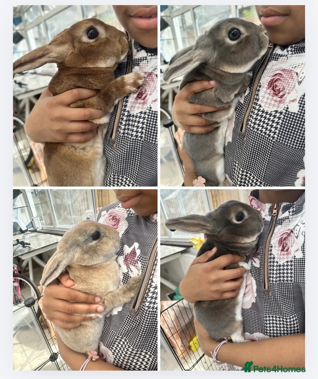Rex rabbits for sale: 4 mini rex rabbits for sale - Advert 1