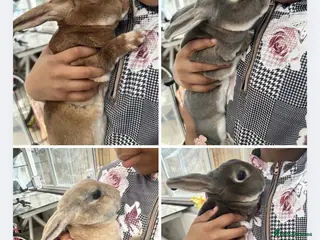 Rex rabbits 4 mini rex rabbits for sale - Advert 7