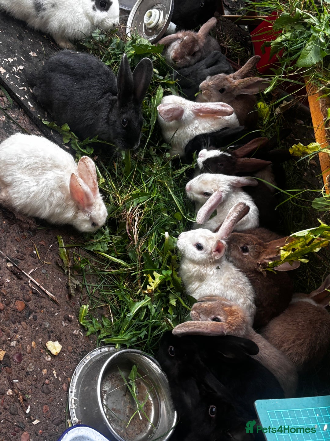 Mixed Breed rabbits for sale: Rabbits 🐇  - Advert 3