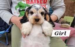 Cocker Spaniel dogs for sale:  LAST GIRL❗️ Blue Roan Tan Cocker Sp– KC bloodline - Image 1