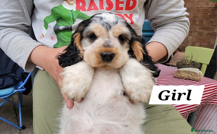 Cocker Spaniel dogs - Advert 9