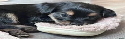 Yorkshire Terrier dogs for sale: Beautiful Yorkshire terrier puppies for sale - Advert 11