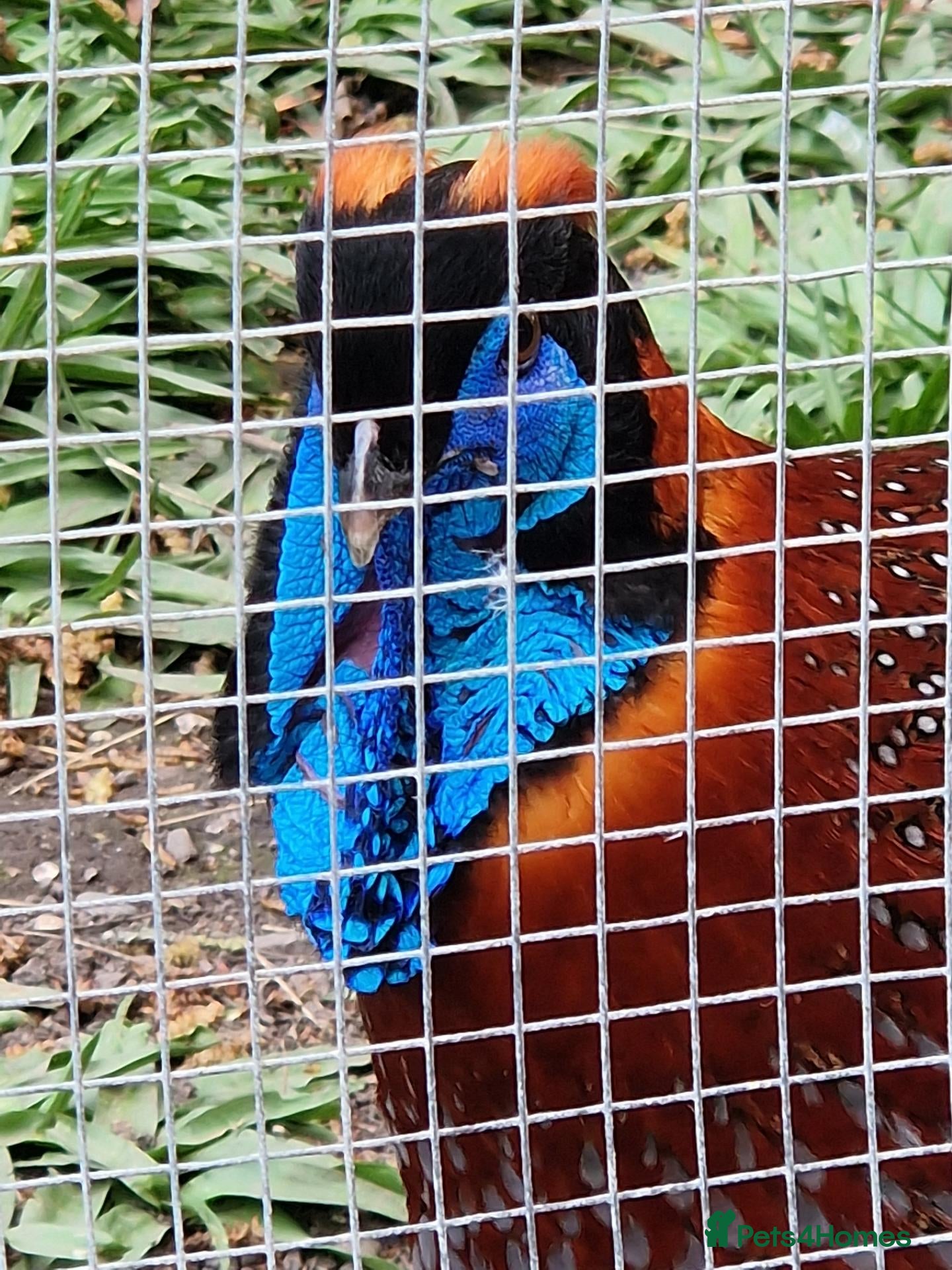 Mixed Breed birds Temminck's Tragopans Males and Females pheasant - Advert 4