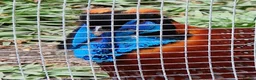 Mixed Breed birds for sale: Temminck's Tragopans Males and Females pheasant - Advert 1