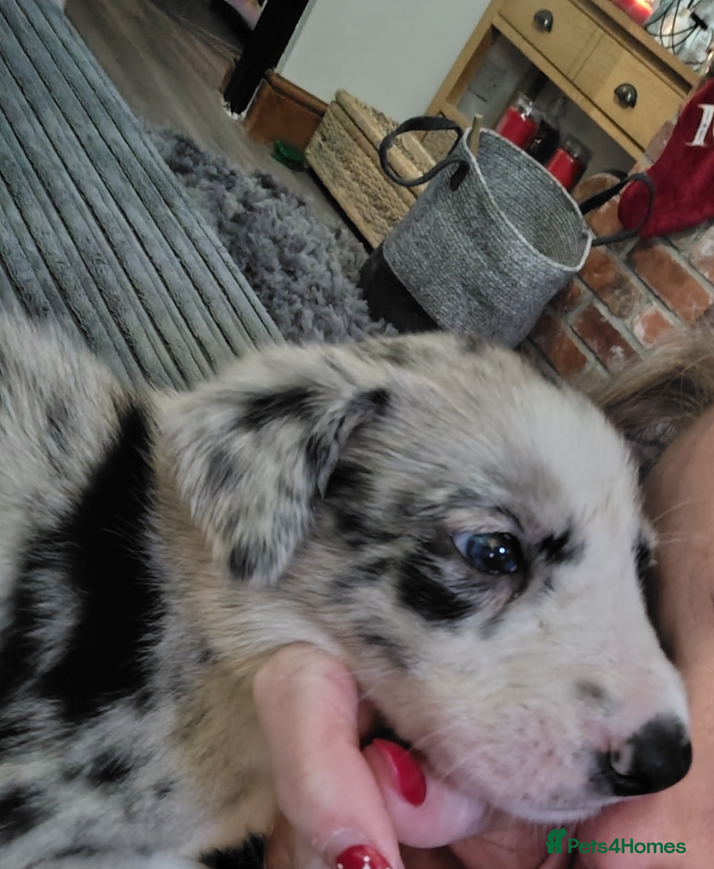 Border Collie dogs Border collie and blue merle  - Advert 7