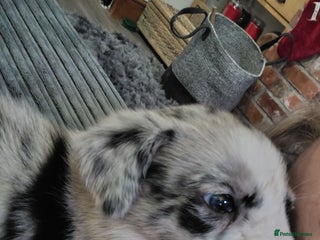 Border Collie dogs Border collie and blue merle - Advert 18