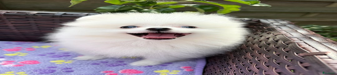 Pomeranian Puppy 1