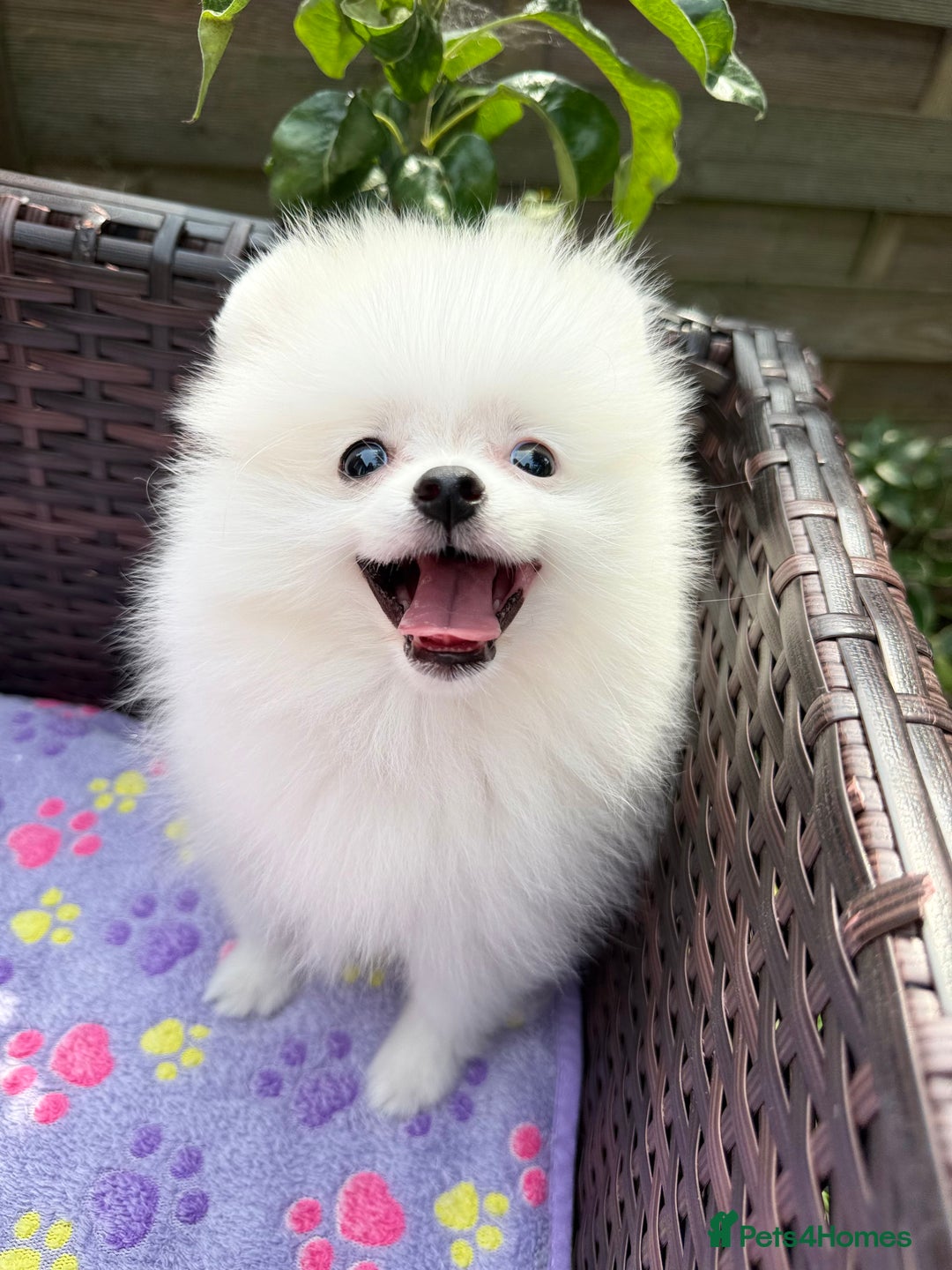 Pomeranian dogs for sale: Pom bears looking for loving homes❤️ - Image 3