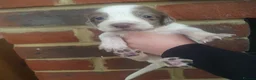 Sprocker dogs for sale: Sprocker spaniels - Advert 22