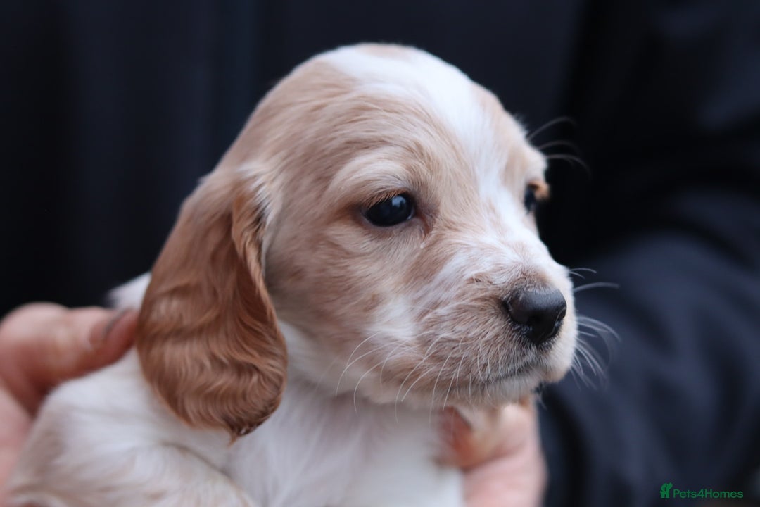 Cocker Spaniel dogs for sale: Working cocker spaniel  - Advert 2