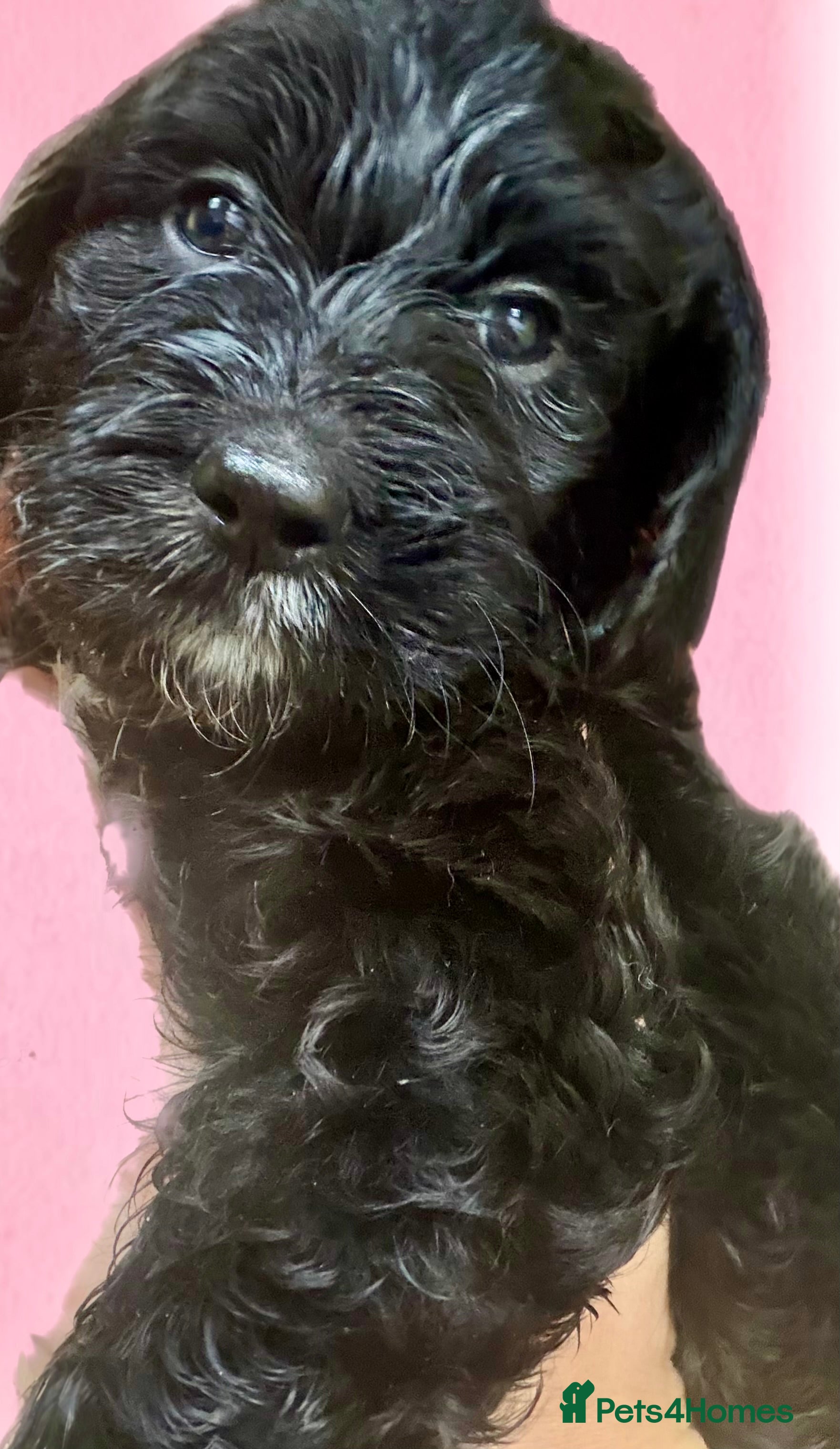Mixed Breed dogs Stunning litter of Gordon Doodles. - Advert 2